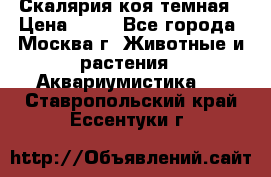 Скалярия коя темная › Цена ­ 50 - Все города, Москва г. Животные и растения » Аквариумистика   . Ставропольский край,Ессентуки г.